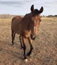 Must feel good to have that halter off