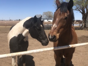 Oreo meeting Dakota