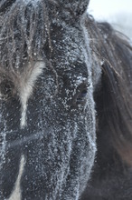 Hershey in the snow