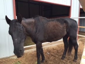 A few weeks after rescue, starting to shed hair
