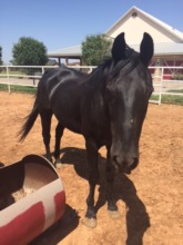All sleek and shiny! Good nutrition and lots of it