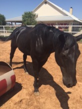 8 weeks after rescue-an amazing transformation