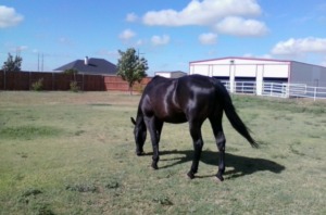 "Mowing" the lawn