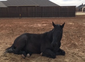 Resting at his new forever home