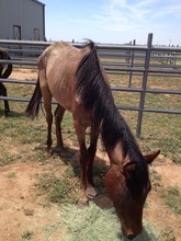 Andi--very thin and malnourished