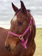 Blessed, Beautiful Thoroughbred Mare