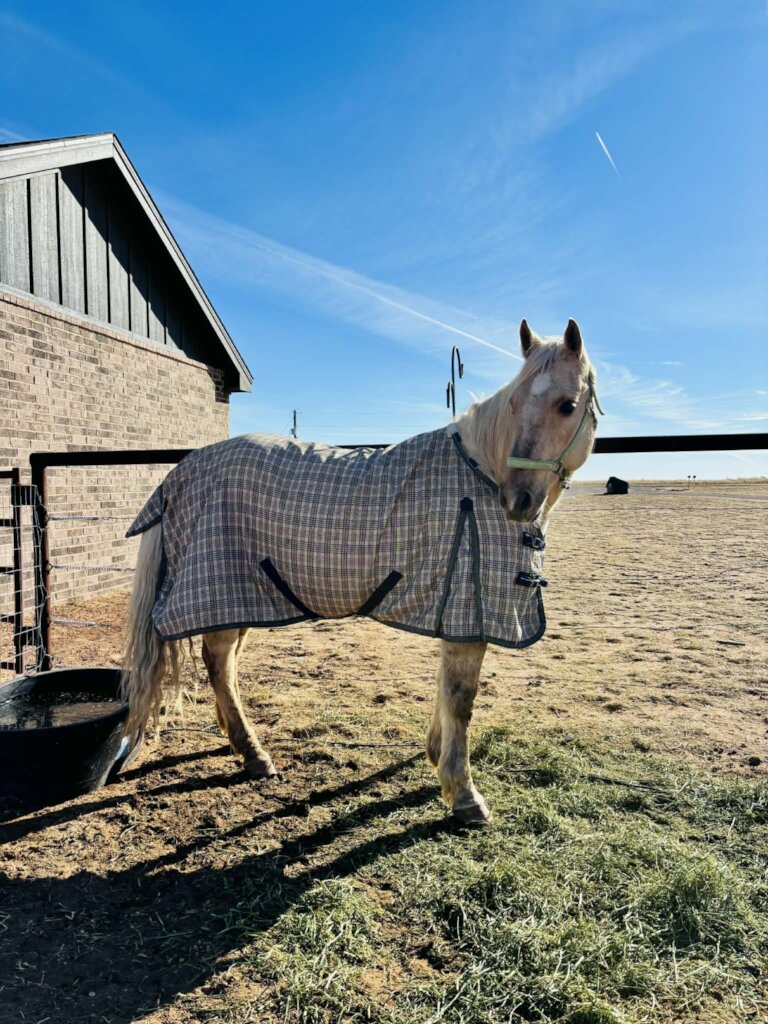 A brand new blanket (the wind is COLD in Texas)