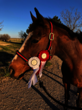 Won a ribbon at a local show