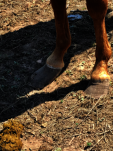 Terribly overgrown hooves