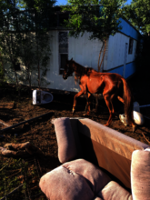 Tied to a trailer home amongst trash