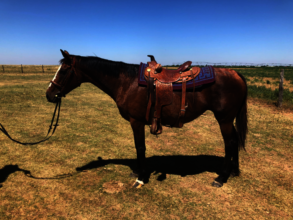 Prepping for a trail ride