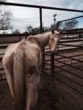 Echo, the day after being seized by sheriff
