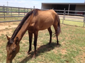 Ginger on day of rescue