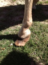 Gracie's foundered hoof