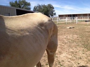 Gracie needs to gain a bit of weight