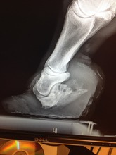 X-ray of Gracie's hoof and coffin bone