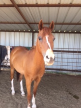 Sweet little Arabian face