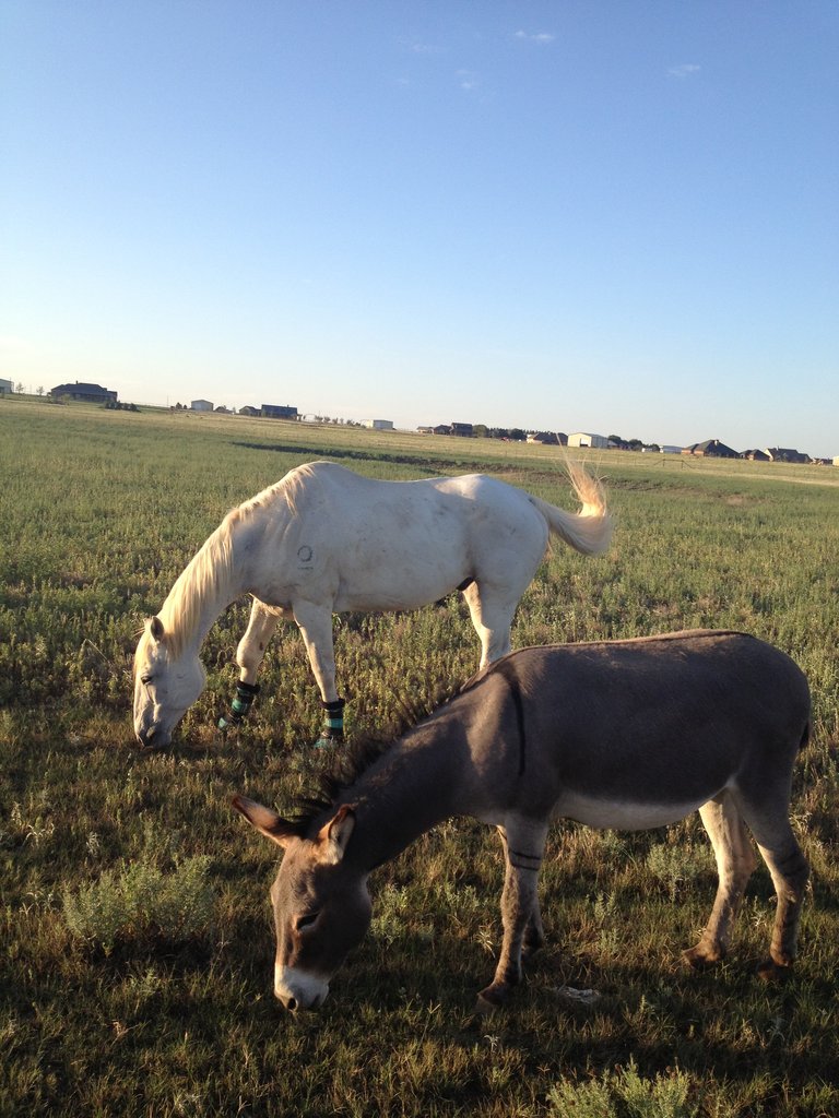 Provide Quality Care for Rescued Horses in Texas