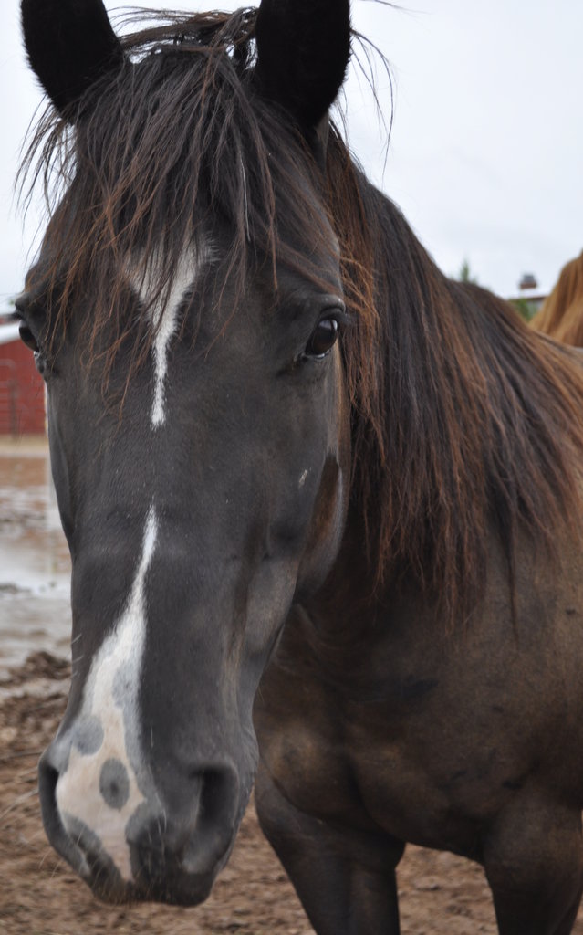 Provide Quality Care for Rescued Horses in Texas