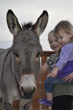 Eeyore
