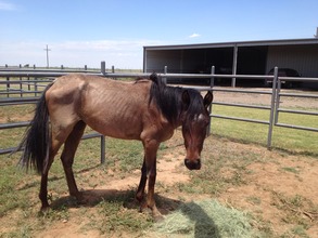 This horse got a new name-Andi