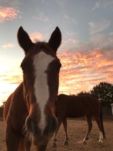 Samson and a West Texas Sunset