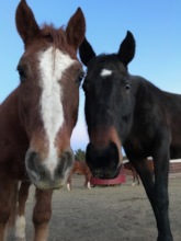 Samson was the first to welcome Ocho to the herd