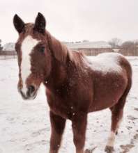 Enjoying the winter snow