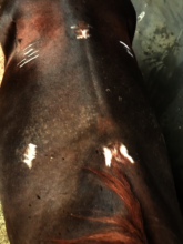 Scars from ill fitting saddle and/or no saddle pad