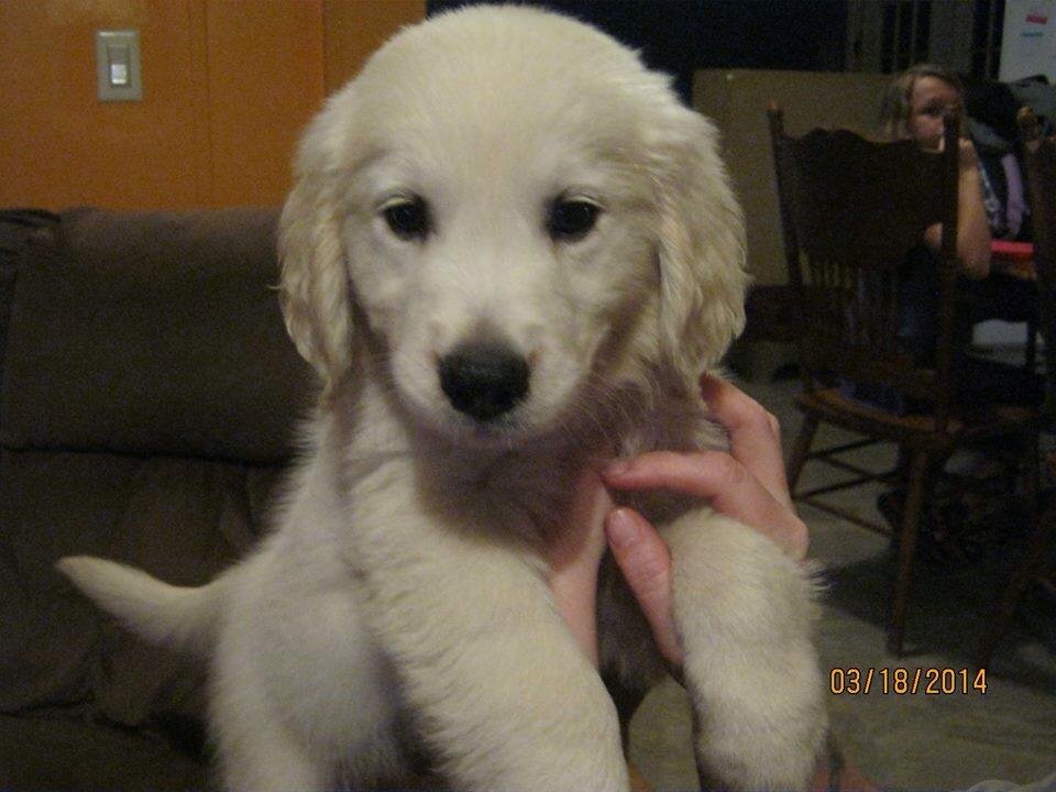 Seizure-Response Dog for Nicole