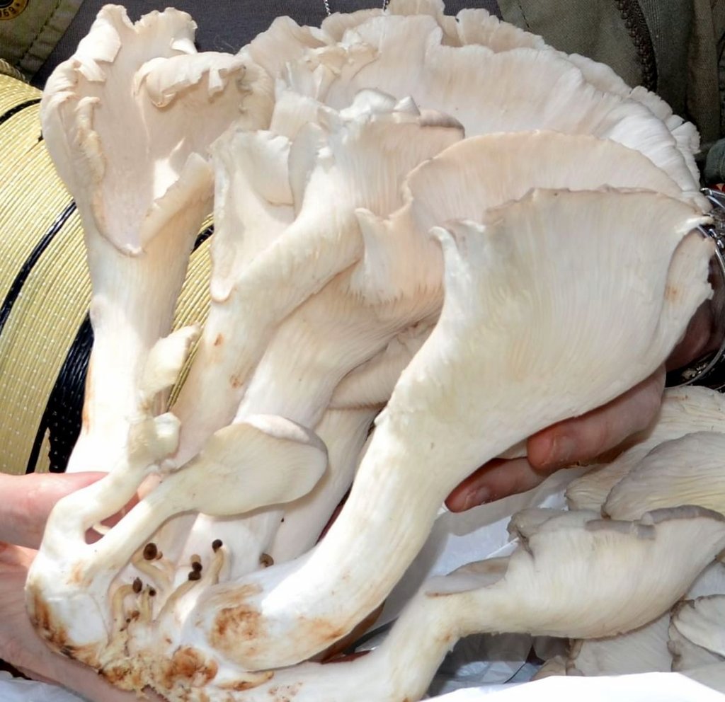 Mushroom Farming for Rwandan Families