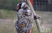 Help us spoil our baby Marmosets