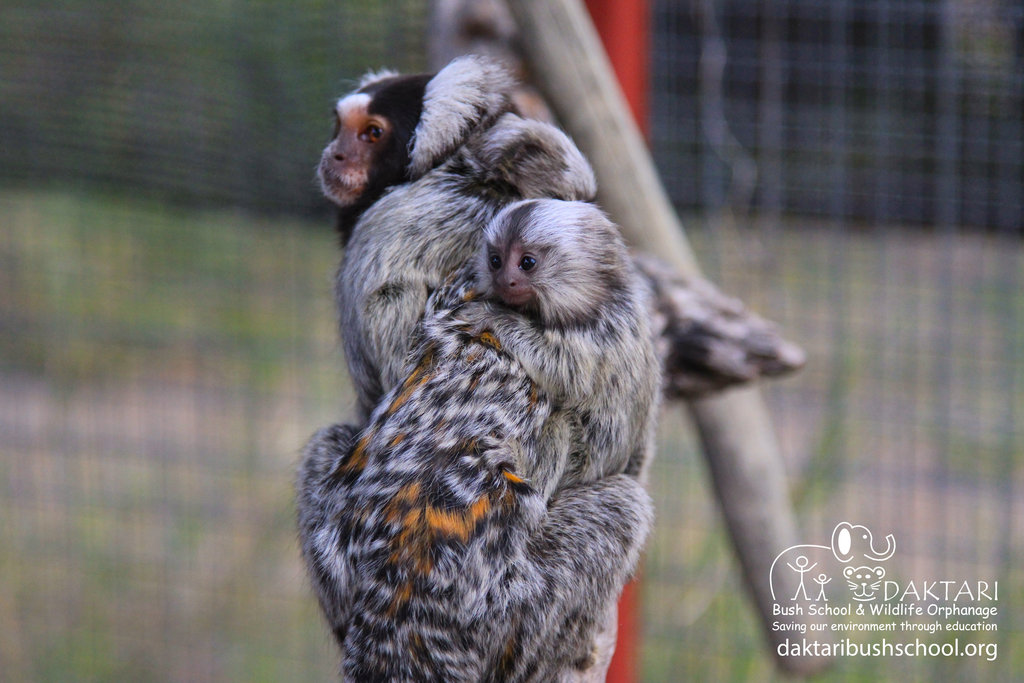Help us spoil our baby Marmosets