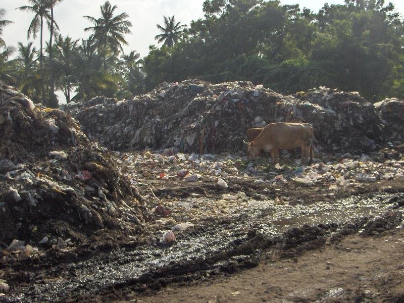 Turning waste into wealth for 1000 households