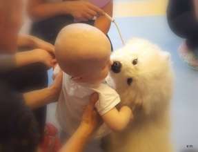 Kisses from little friend (Canterapy dog)