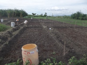 Preparing fields for an onion experiment