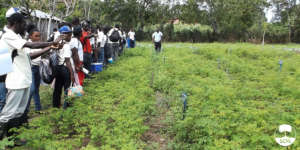 Research trials of vetiver - an essential oil