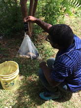 Weighing the fish harvest!