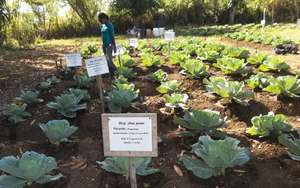 An agriculture intern surveys a cabbage experiment