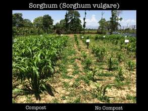 A sorghum experiment shows promising results