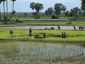Cambodian Rice Paddy and Fishery