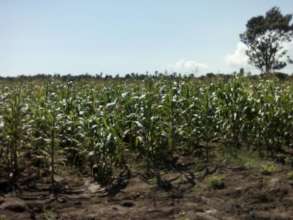 Crops planted on Phase 2