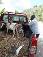 Delivering goats to rural families