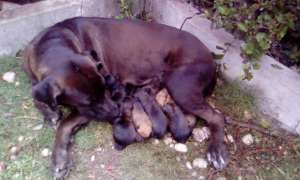 Sasha and Easter puppies!