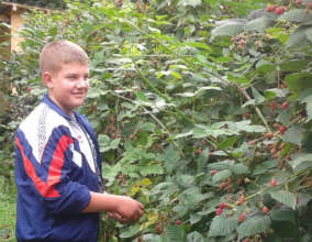 Petar, picking blackberries to help the family