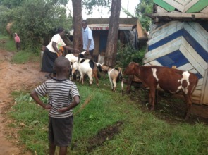 Alice showing her economic activity/goats