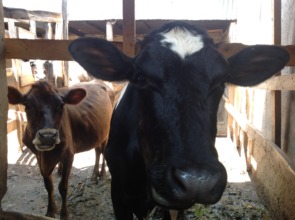 Fresian and Jersey breeds of cows during field tri