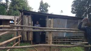 Martha at her new cow shed