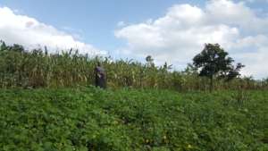 Martha holding a maize cob from her farm