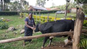 Martha with one of her cows after decision to cull
